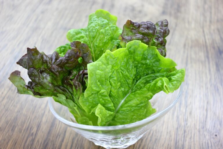 10 Best Nori (Seaweed Laver) Substitutes JAPANESE COOKING CHANNEL