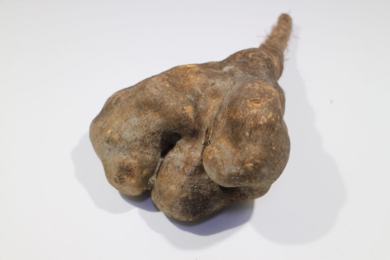 The 5 Major Types of Japanese Yam JAPANESE COOKING CHANNEL & misosoup